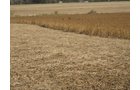 Property photo 8 - 110+/- Acres offered in 4 Tillable Tracts